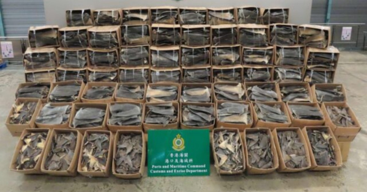 Sequestrate ad Hong Kong 26 tonnellate di pinne di squali