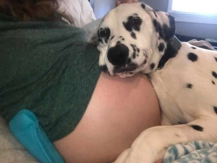 Cane e donna incinta