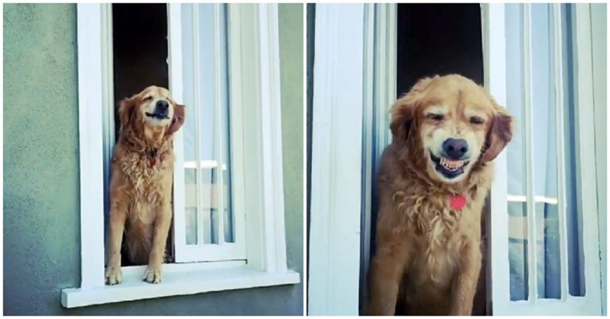 cane golden retrieve