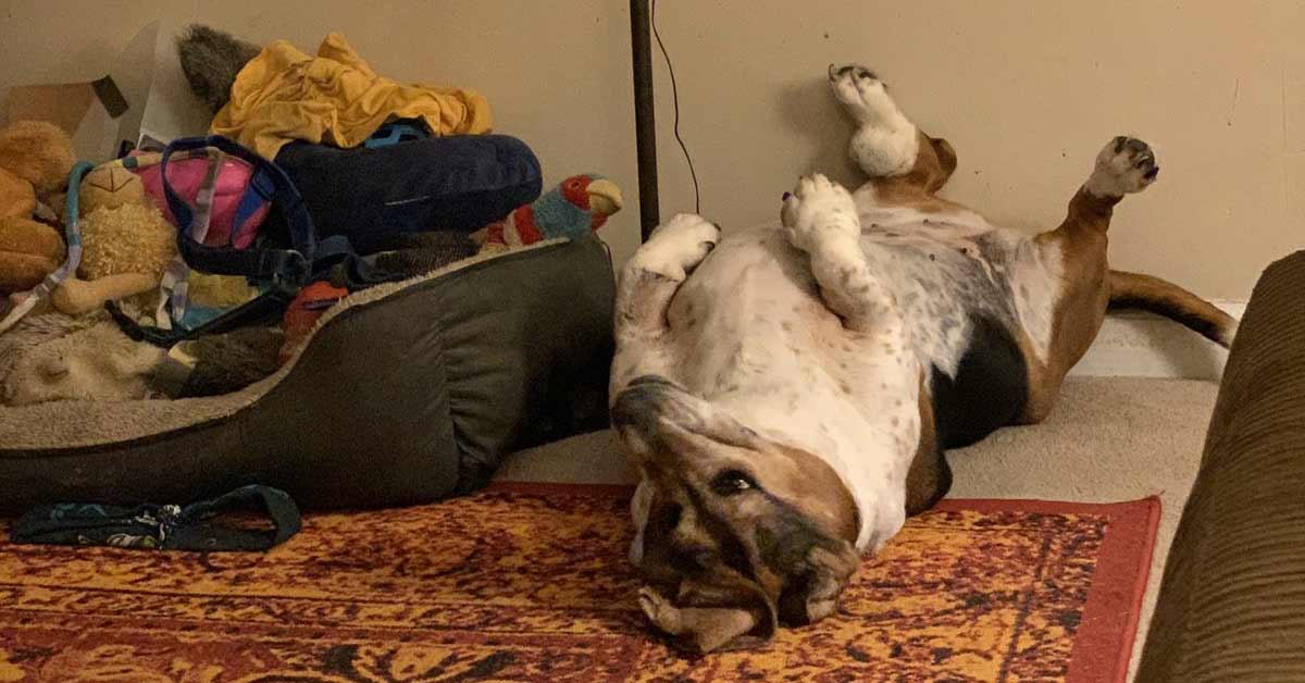 Il cane grassottello deve perdere peso, ma si rifiuta di farlo