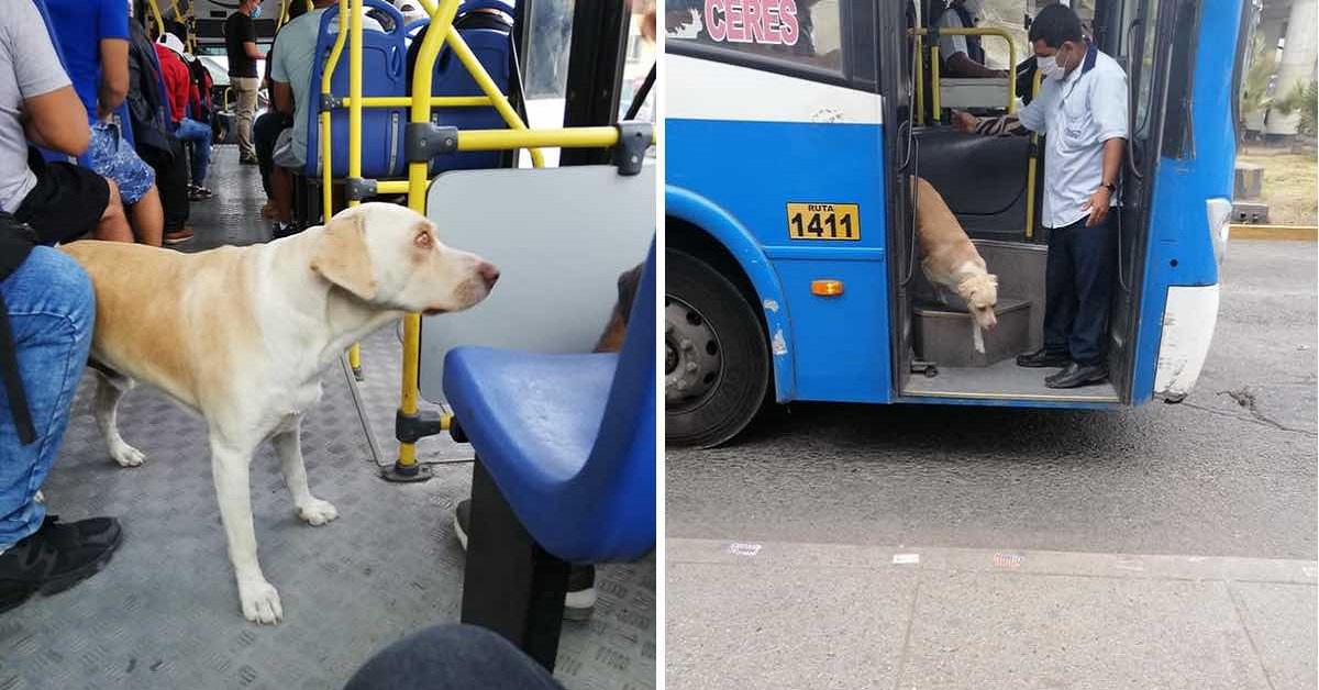 Il cane smarrito sale ogni giorno sui bus per cercare il proprietario