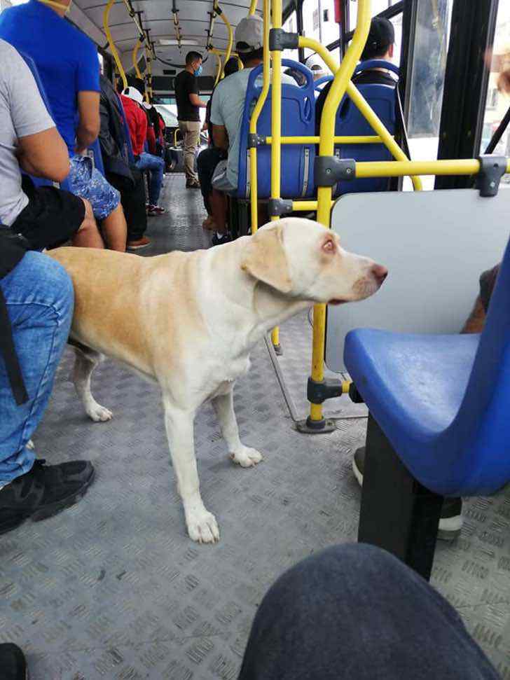 Cane smarrito sale sul bus