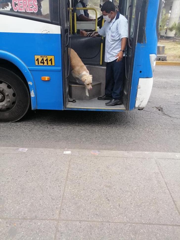 Il cane Gringo scende dal bus