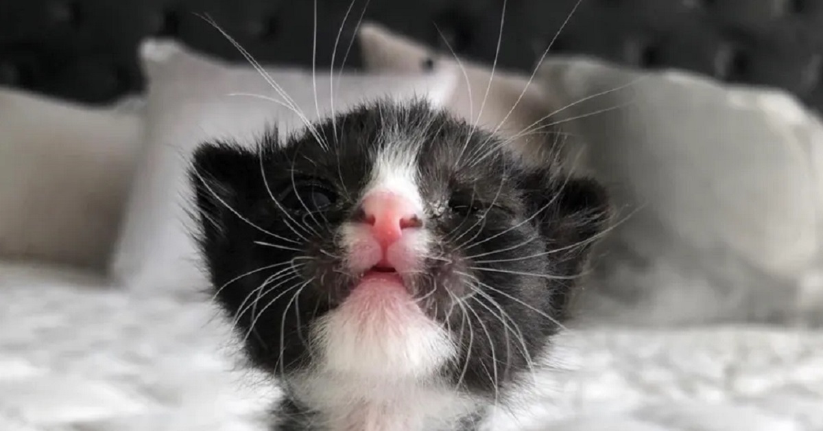 Il gattino salvato in extremis cerca di tornare a vivere