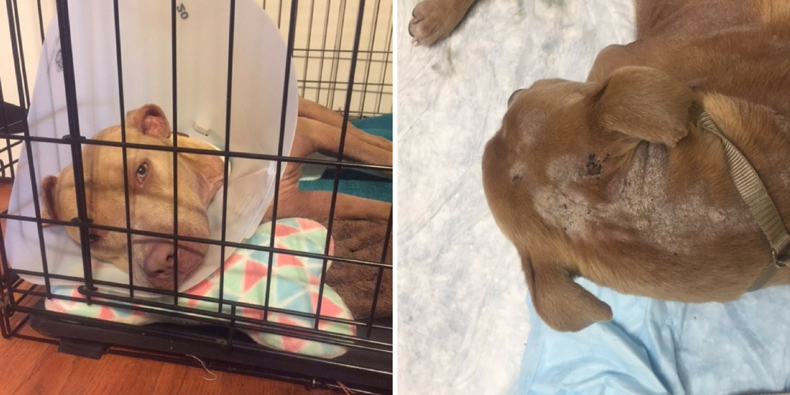 Investito da più auto, il cane Frankie riesce a sopravvivere