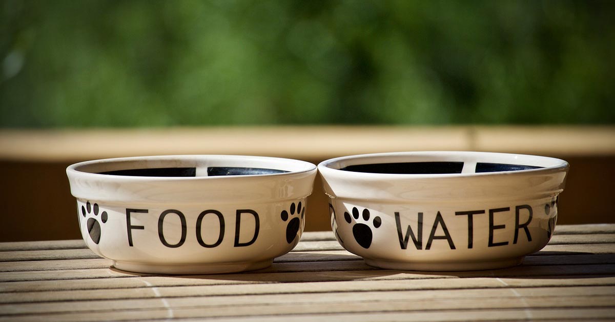 Cucciolo di cane abbandonato in casa a Roma senza acqua e senza cibo