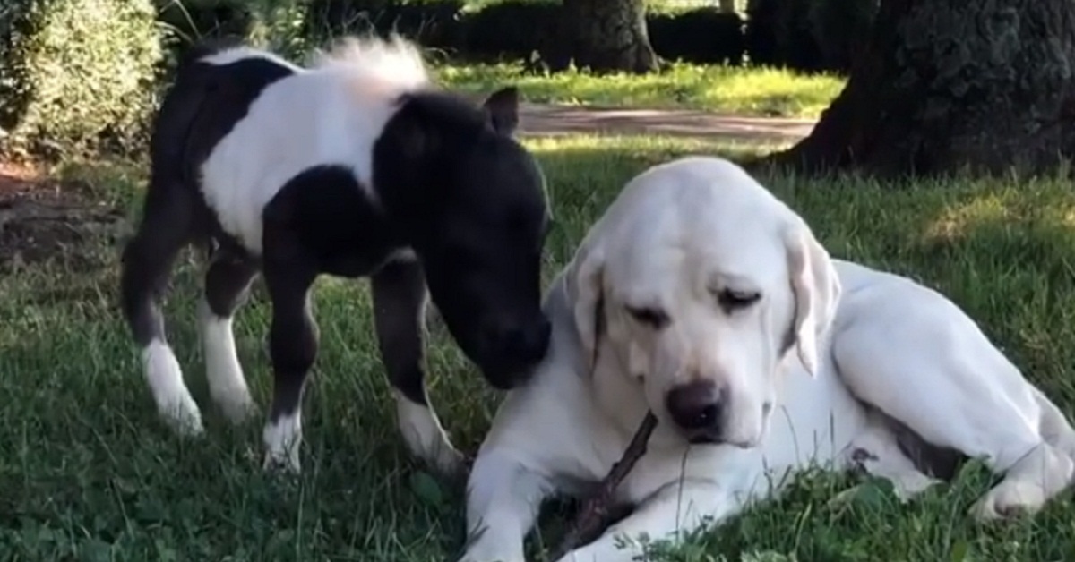 Labrador adotta un pony abbandonato dalla mamma