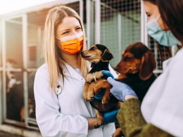 Lav e il bonus per cani e gatti