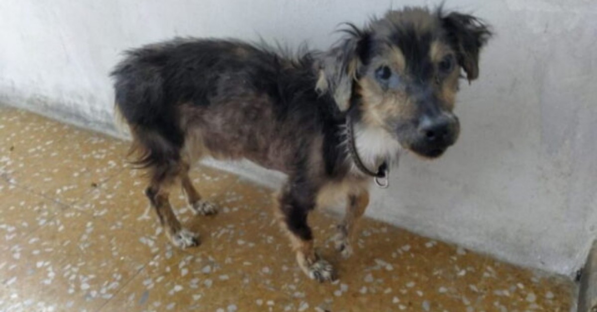 Libero, il cane abbandonato durante il lockdown, cerca casa