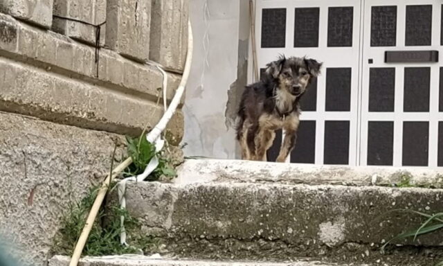 Durante lockdown, il cane Libero è stato abbandonato