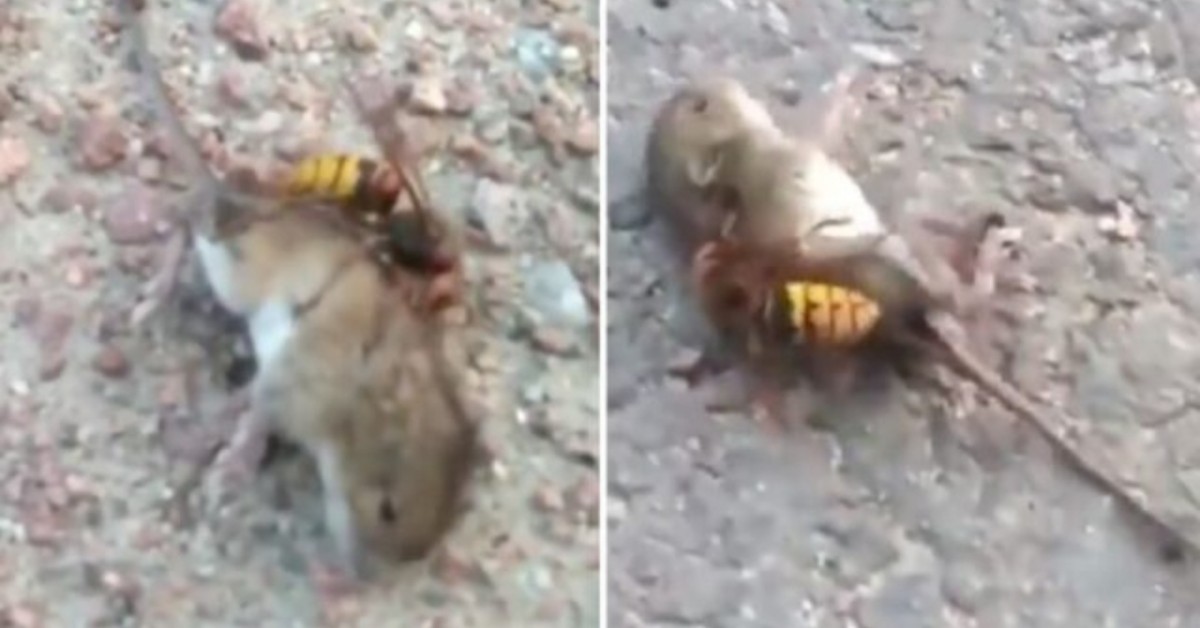 USA, il video della vespa mandarinia che lotta con un topo