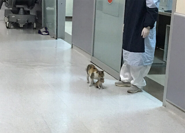 Il gattino malato è stato portato in ospedale dalla sua mamma