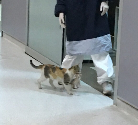 Il gattino malato è stato portato in ospedale dalla sua mamma