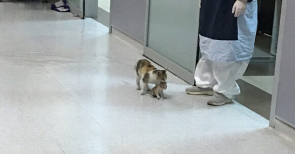 Il gattino malato è stato portato in ospedale dalla sua mamma
