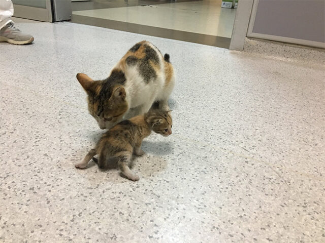 Il gattino malato è stato portato in ospedale dalla sua mamma