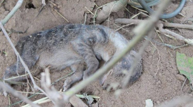 Mamma difende i cuccioli dopo essere caduta