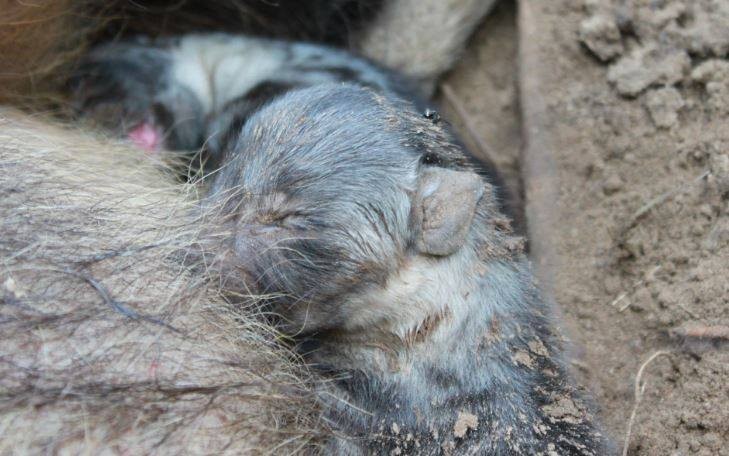 Cuccioli nati da mamma in trappola