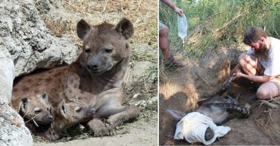 Iena intrappolata protegge i cuccioli