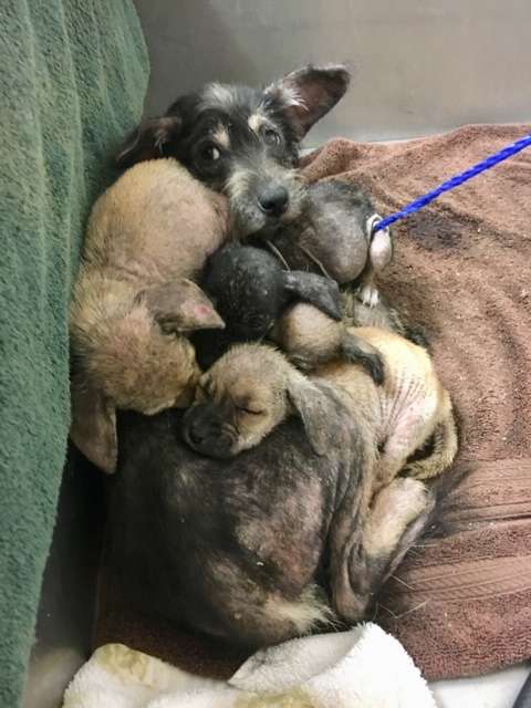 Mamma con i cuccioli vivono al rifugio