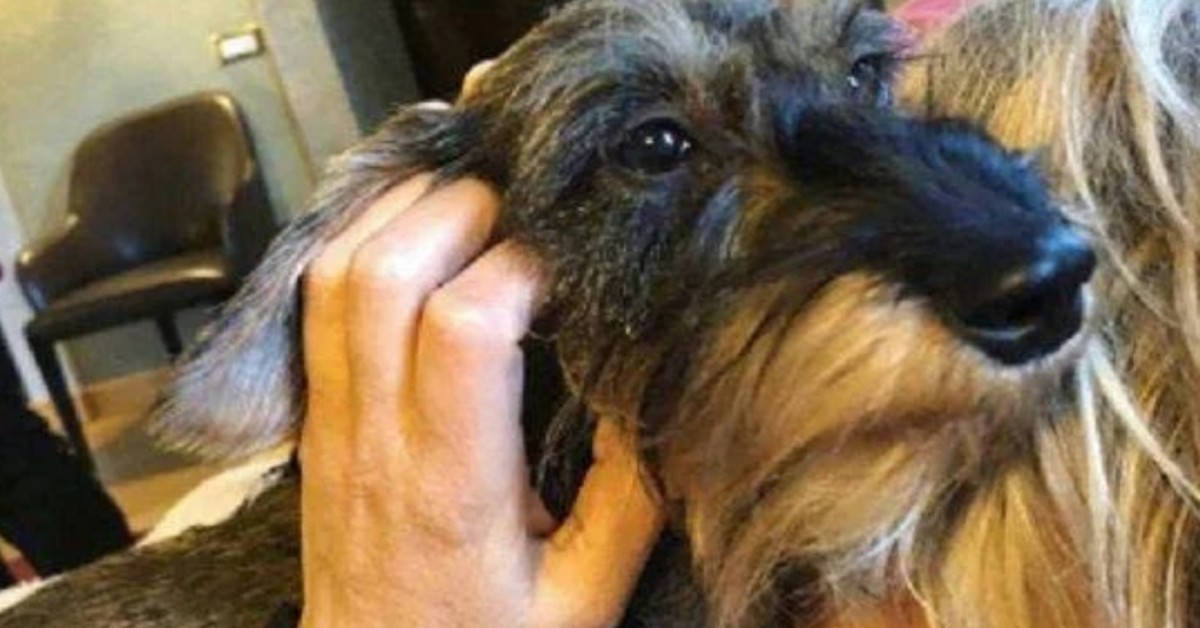 Maria De Filippi paparazzata a spasso con il suo cane: una bassotta di nome Filippa