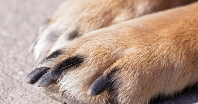 Cane trascinato a Priolo Gargallo: minacce contro le avvocatesse della difesa