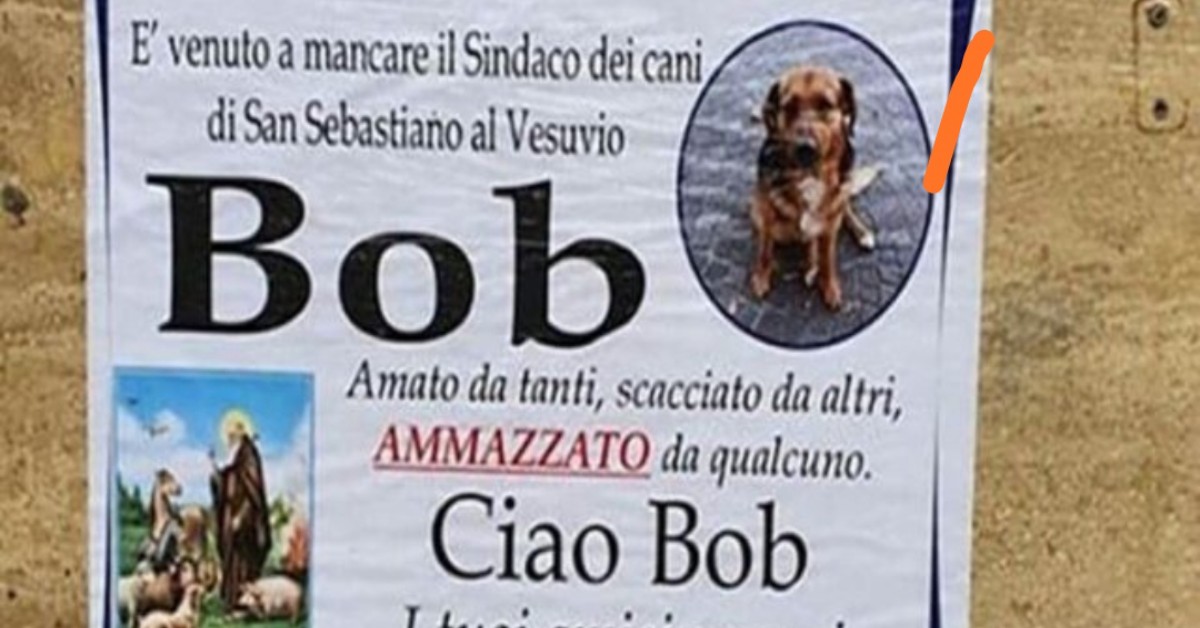San Sebastiano al Vesuvio, è morto Bob “il sindaco dei cani”: investito e lasciato morire