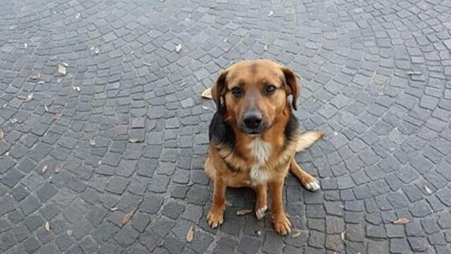 San Sebastiano al Vesuvio, morto Bob il sindaco dei cani