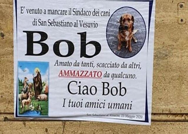 San Sebastiano al Vesuvio, morto Bob il sindaco dei cani