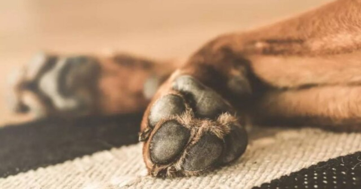 Imperia: morto un cane, era rimasto incastrato con la testa nella recinzione