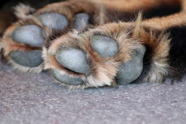 Cane con la testa incastrata nella recinzione morto