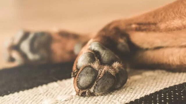 Cane con la testa incastrata nella recinzione morto