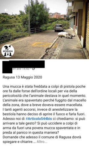 Ragusa, uccisa una mucca imbizzarrita
