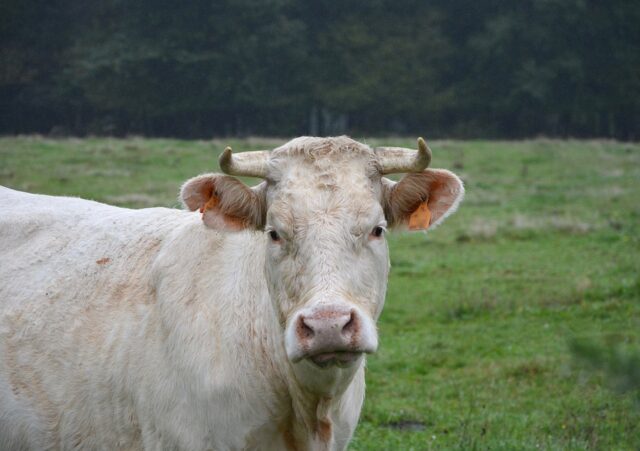 Ragusa, uccisa una mucca imbizzarrita