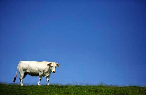 Ragusa, uccisa una mucca imbizzarrita