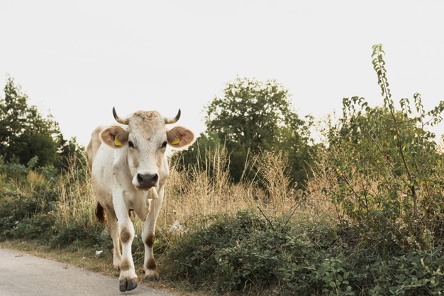 Ragusa, uccisa una mucca imbizzarrita