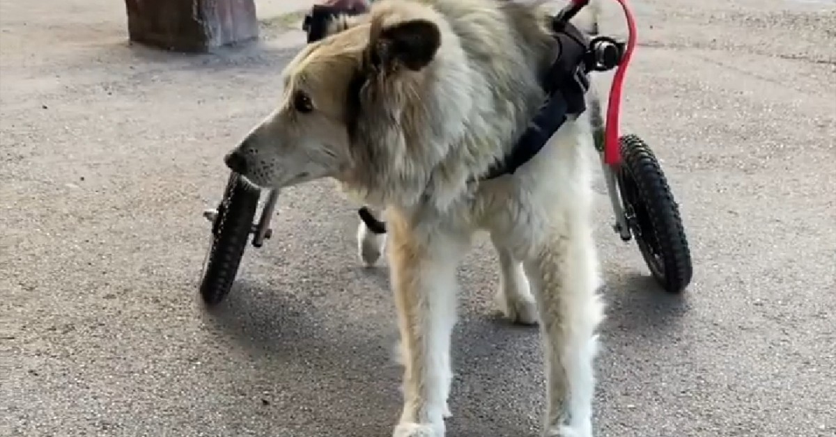 È arrivato il carrellino per Nuvola: il cane di Benedetta Rossi compie i primi passi