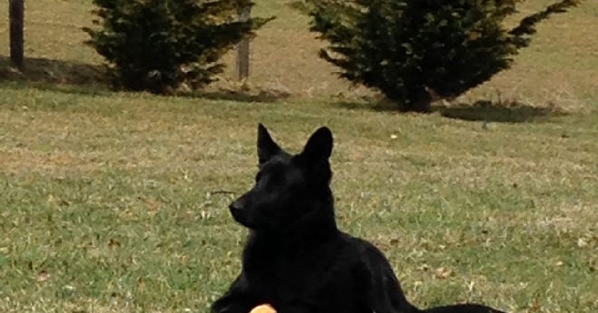 Operaio edile salva la vita a Jett: il cane aveva una pallina nella gola