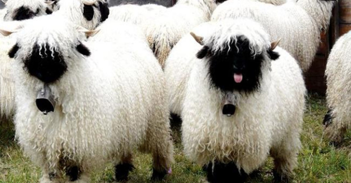 Pecore dal naso nero sembrano animali di peluche