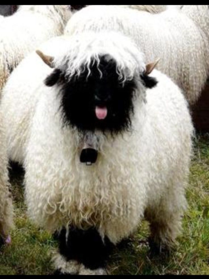 Valais Blacknose Sheep 