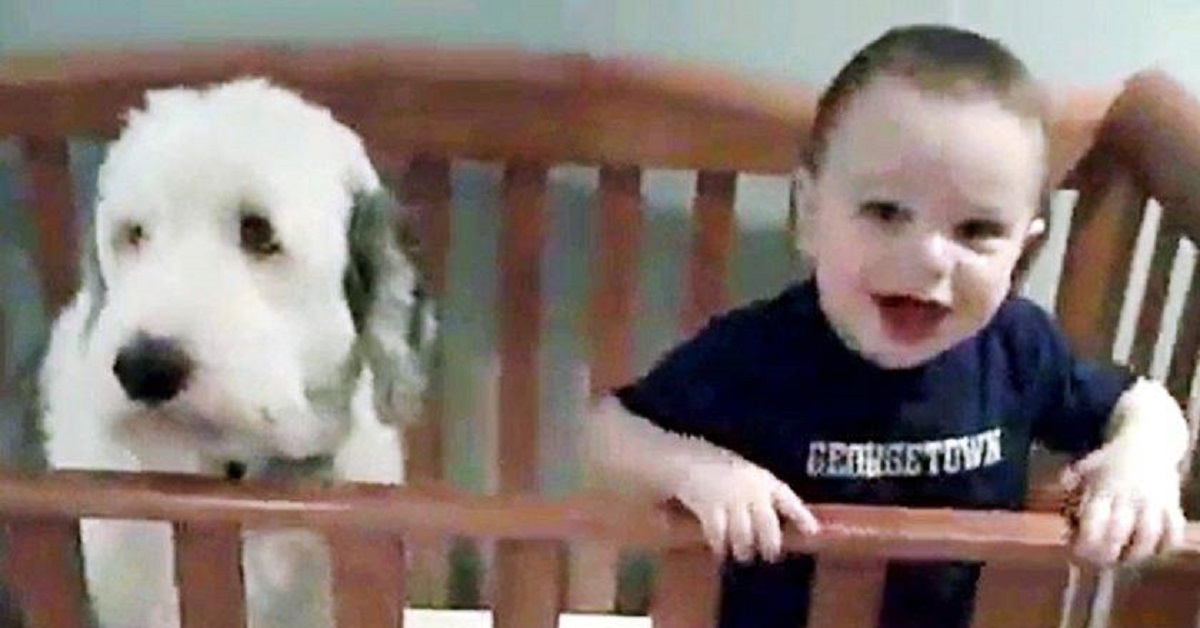 Pepper, il Bobtail birichino si infila nel lettino del bambino (VIDEO)