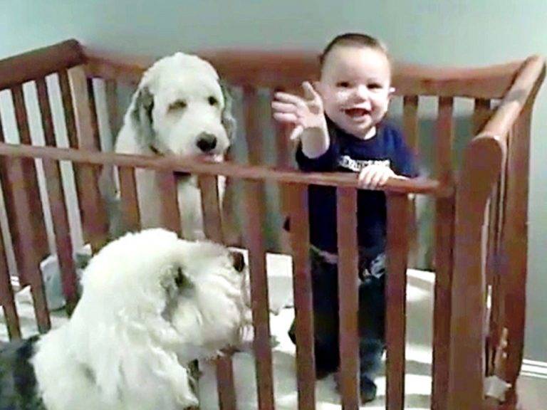 bambino con i suoi cani