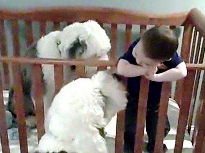 cani e bambino 