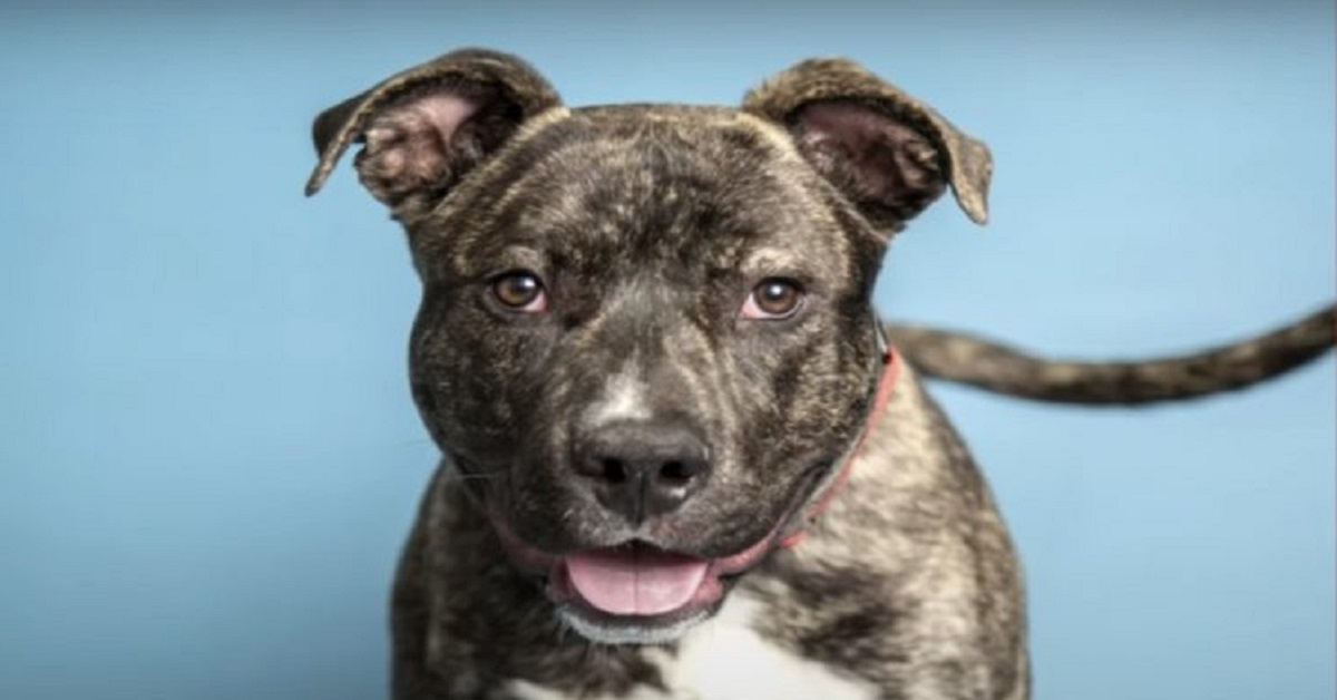 Pitbull finisce sul tetto di una casa