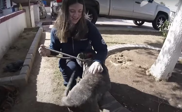 Il cane è felice, è salvo