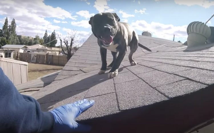 Cane sul tetto