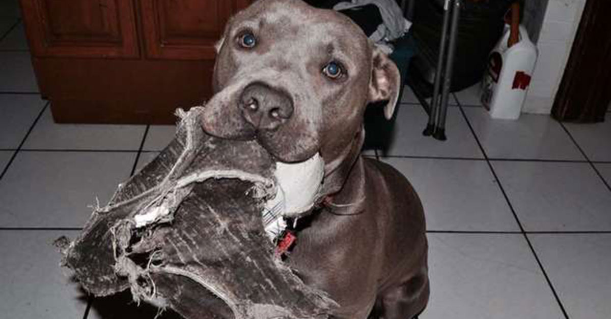 Pitbull invita gatta randagia incinta nella sua casa per partorire