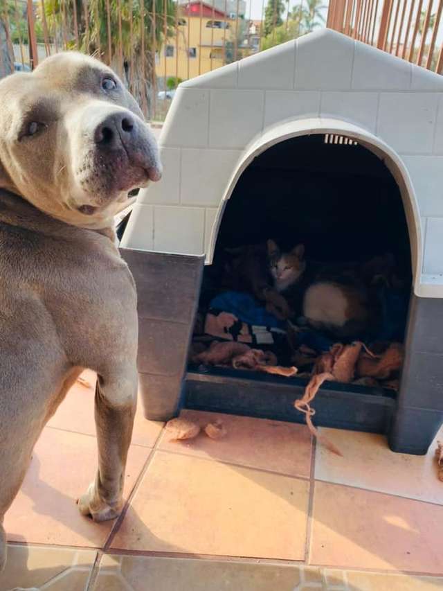 Il pitbull e il gatto