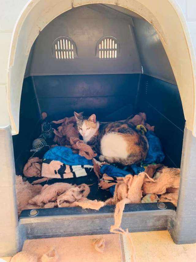 Gattina randagia incinta nella cuccia