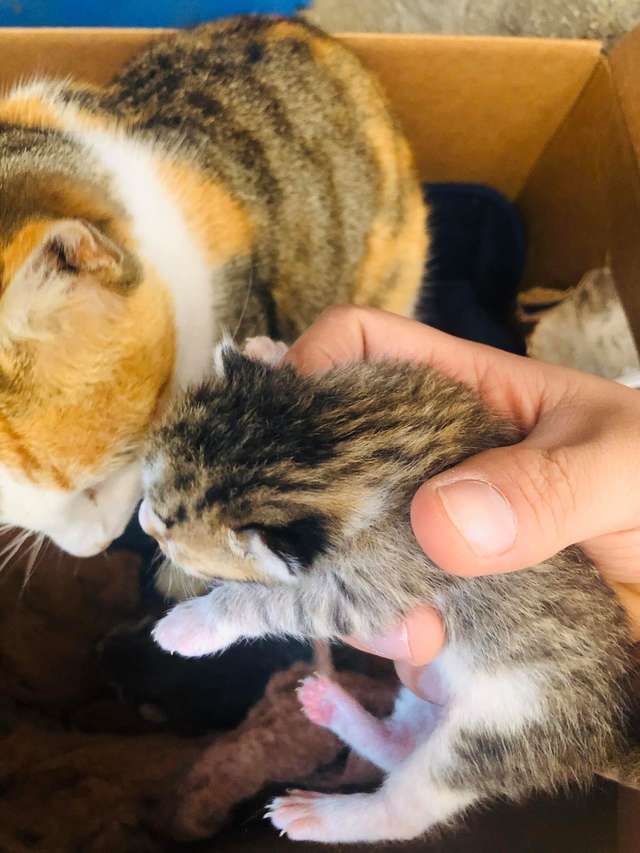 Gattini appena nati
