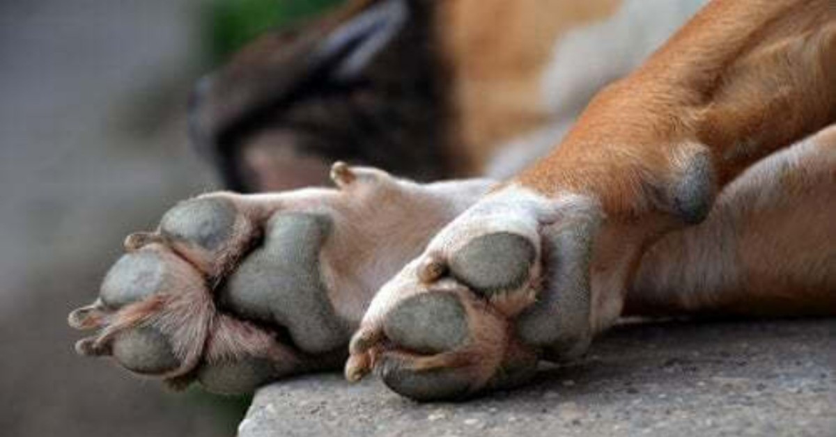 Mamma pitbull muore durante il parto: sequestrati cuccioli e denunciata la padrona